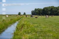 Holstein Herde in Holland 18