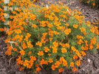 Gewürztagetes 2
