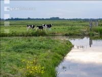 Holstein Herde in Holland 14