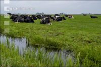 Holstein Herde in Holland 12