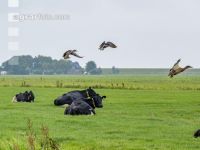 Holstein Herde in Holland 9