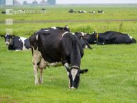 Holstein Herde in Holland 6