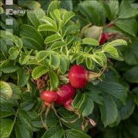 Wildrose 3