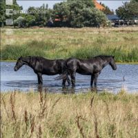 Friesenpferde in Nordholland 11