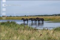 Friesenpferde in Nordholland 10