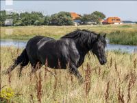 Friesenpferde in Nordholland 6