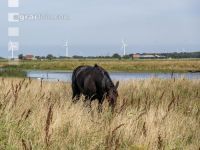 Friesenpferde in Nordholland 5