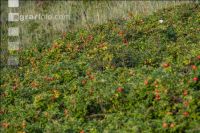 Wildrose 2