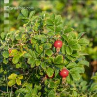 Wildrose 1