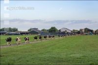 Holstein Herde in Holland 4