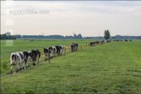Holstein Herde in Holland 3