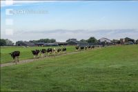 Holstein Herde in Holland 2