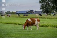 Red Holstein Herde 17
