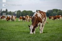 Red Holstein Herde 15