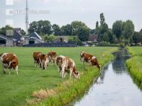 Red Holstein Herde 12