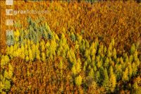 Mischwälder im Oktober 12