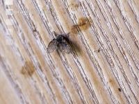 Moth flies 3