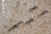 Moth flies 2