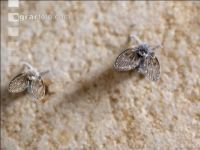 Moth flies 1