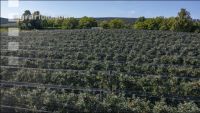Apfelplantage Puch Weizen 4