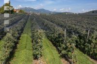 Apfelplantage Puch Weizen 3