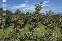 Apfelplantage Puch Weizen 2