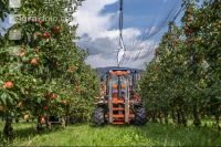 Apfelernte Puch bei Weiz 29