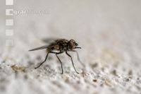 Autumn face flies 6