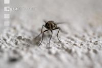 Autumn face flies 5
