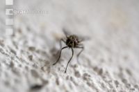 Autumn face flies 4