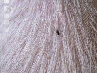 Autumn face flies 3