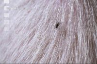 Autumn face flies 2