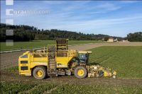 Sugar beets harvest 210