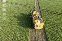 Sugar beets harvest 209