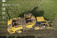 Sugar beets harvest 207