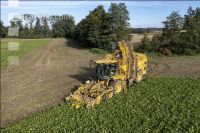 Sugar beets harvest 206