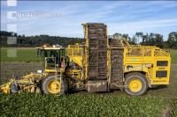 Sugar beets harvest 205