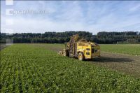 Sugar beets harvest 204