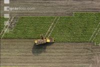 Sugar beets harvest 202