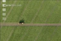 Sugar beets harvest 200