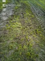 Soil compaction grassland 4