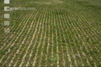 Slurry crust towed hose 3