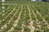 Slurry crust towed hose 2