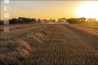 Wheat harvest 284