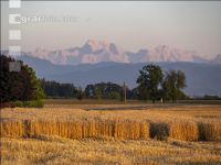 Wheat harvest 285