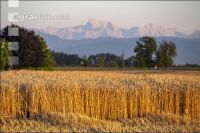 Wheat harvest 286