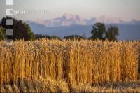 Wheat harvest 287