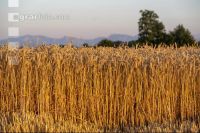 Wheat harvest 288