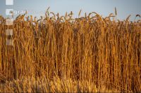 Wheat harvest 289