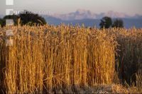 Wheat harvest 290